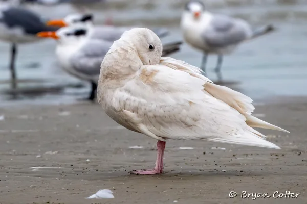 Glaucous Gull