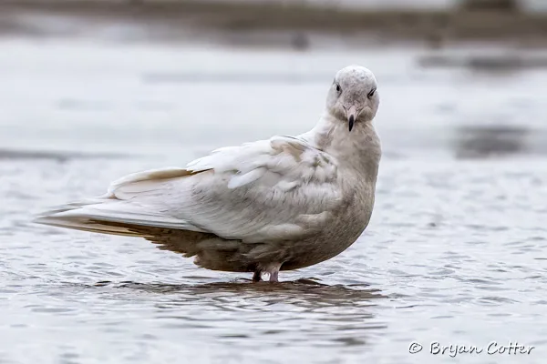 Glaucous Gull