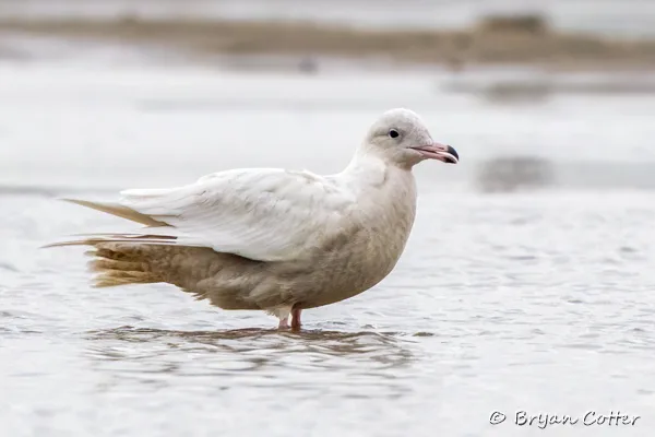 Glaucous Gull