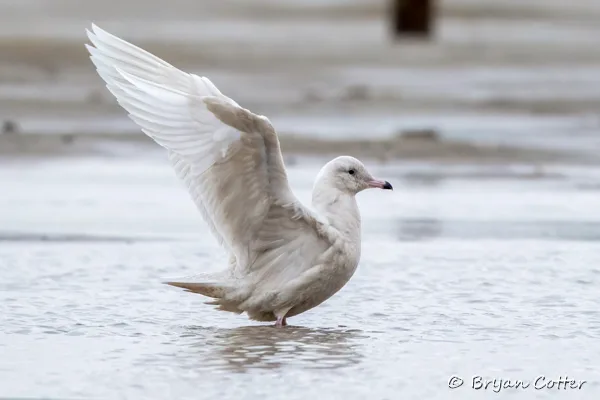 Glaucous Gull