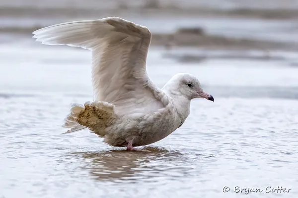 Glaucous Gull