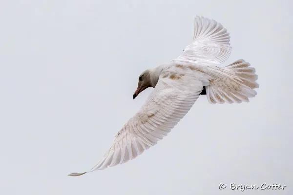 Glaucous Gull