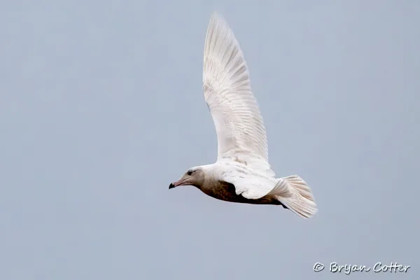 Glaucous Gull