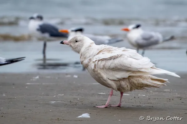 Glaucous Gull