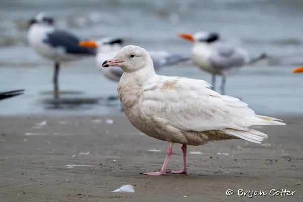 Glaucous Gull