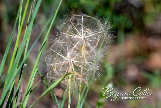 Goatsbeard