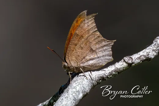 Goatweed Leafwing