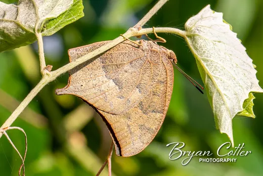 Goatweed Leafwing