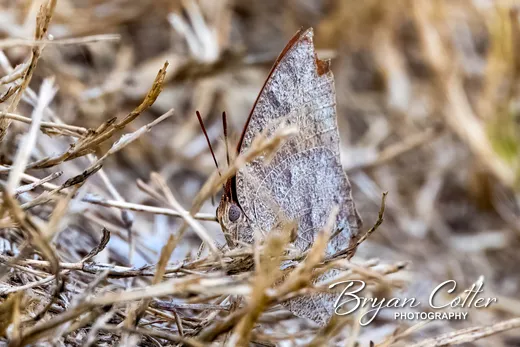 Goatweed Leafwing