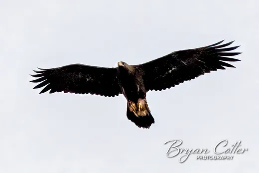 Golden Eagle