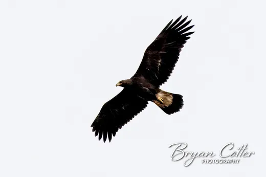 Golden Eagle