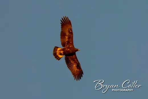 Golden Eagle