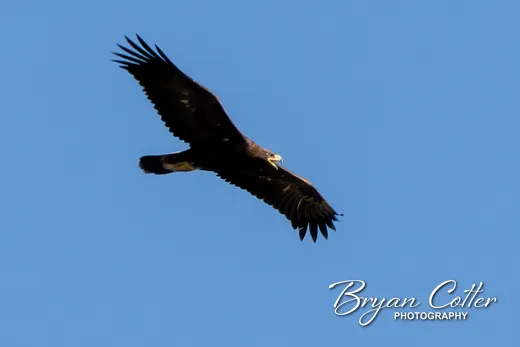 Golden Eagle