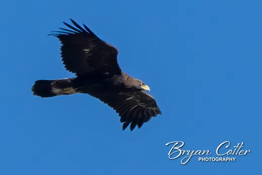 Golden Eagle