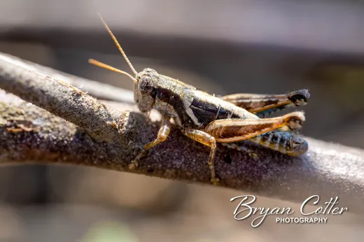 Thistle Grasshopper