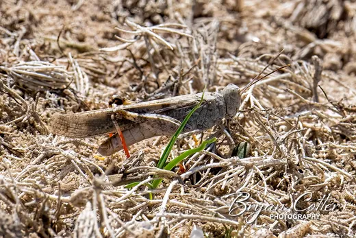 Gray Bird Grasshopper