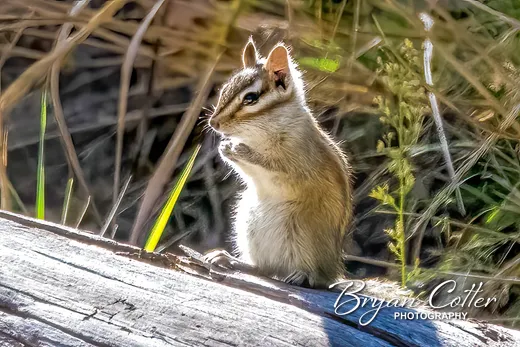 Gray-footed Chipmunk