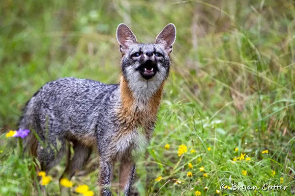 Gray Fox