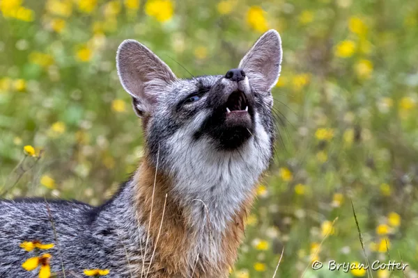 Gray Fox