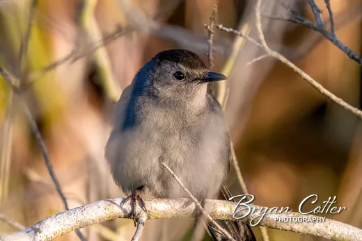 Gray Catbird