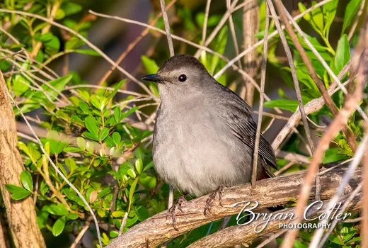 Gray Catbird