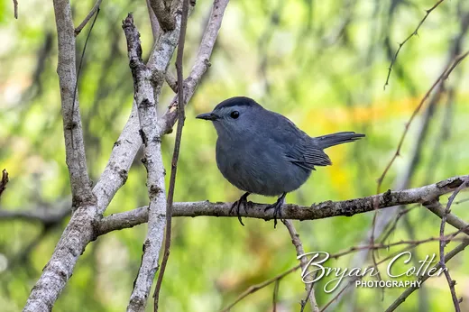 Gray Catbird photographed in Texas by Bryan Cotter