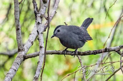 Gray Catbird