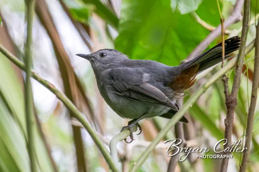 Gray Catbird