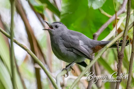 Gray Catbird