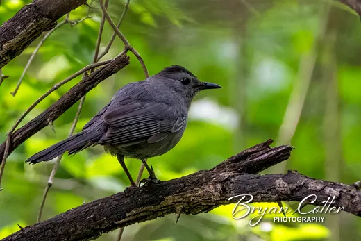 Gray Catbird