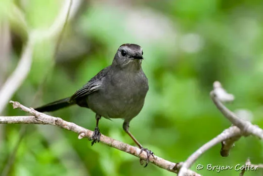 Gray Catbird photographed in the Coastal Bend region of Texas by Bryan Cotter