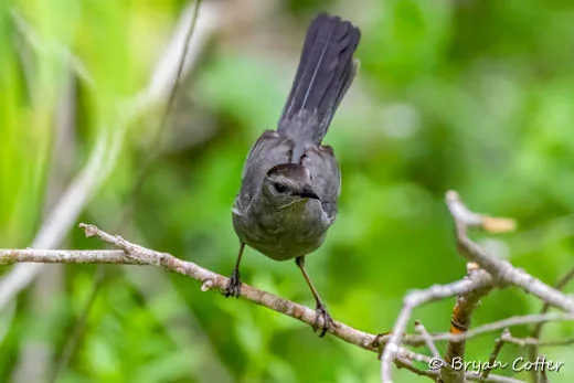Gray Catbird