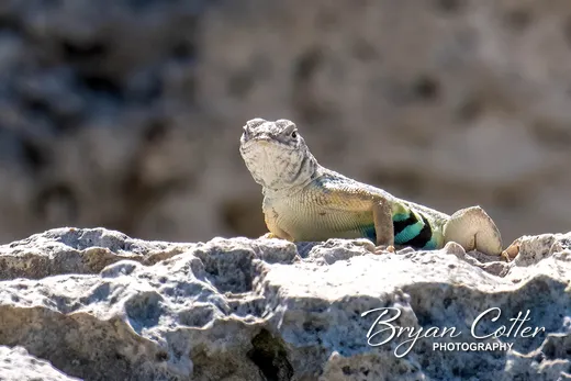 Greater Earless Lizard