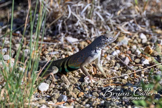 Greater Earless Lizard