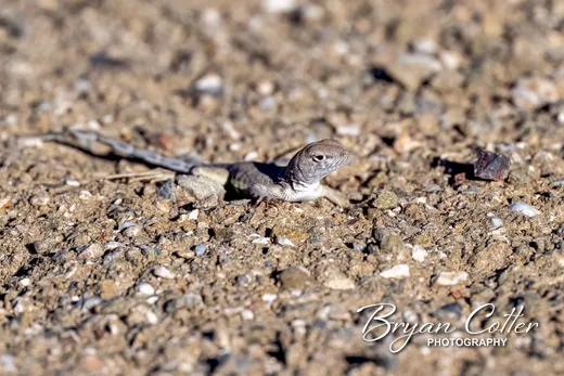 Greater Earless Lizard