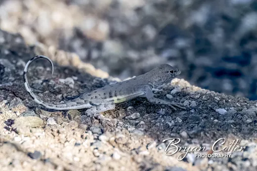Greater Earless Lizard