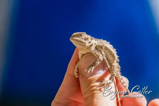 Greater Short-horned Lizard photographed in the Davis Mountains region of Texas by Bryan Cotter