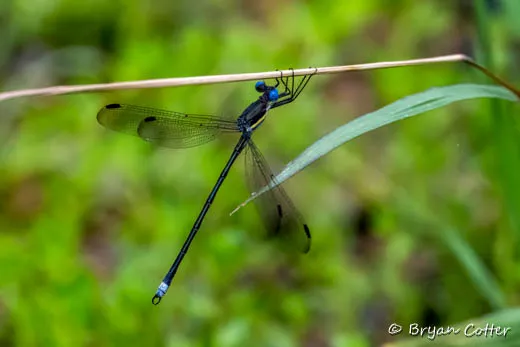 Great Spreadwing