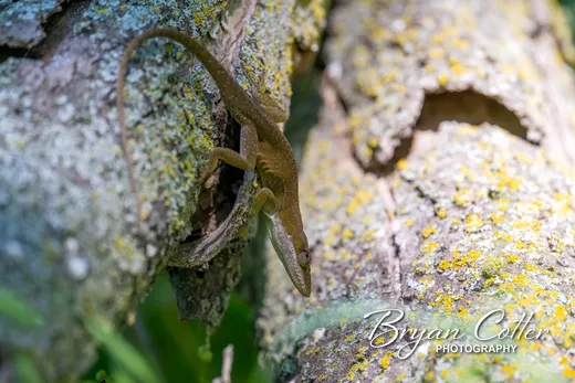 Green Anole