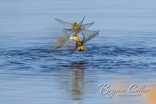 Common Green Darner