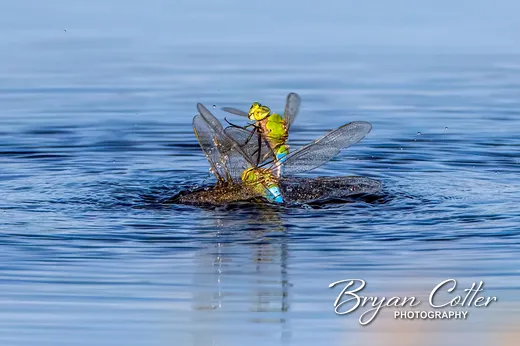 Common Green Darner