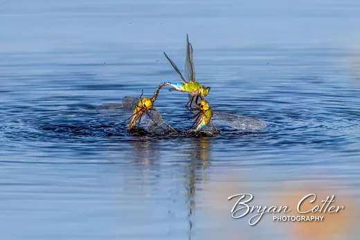 Common Green Darner
