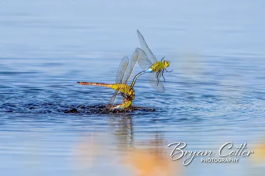 Common Green Darner