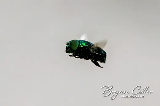 Green Jewel Fly