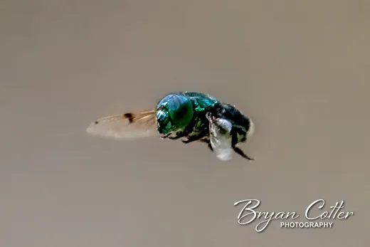 Green Jewel Fly