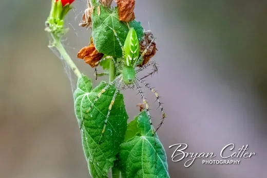 Green Lynx Spider