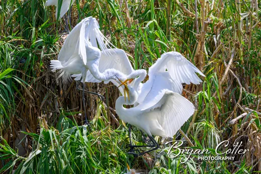 Great Egret