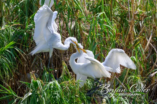 Great Egret