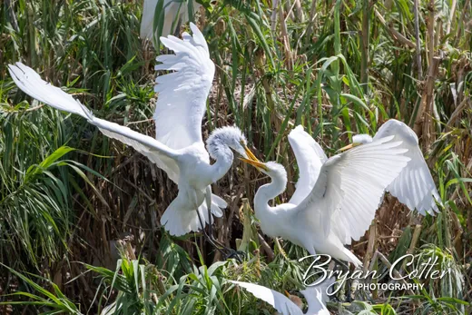 Great Egret