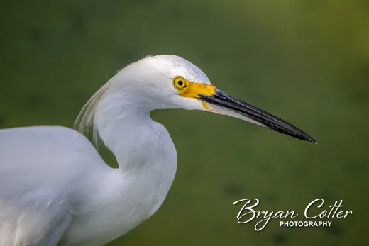 Great American Egret photographed in the Coastal Bend region of Texas by Bryan Cotter